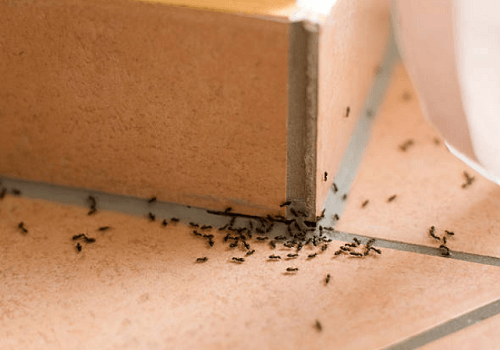 Ant Control Jacksonville, AR