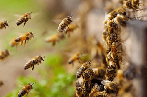 Bee Control Warwick, RI