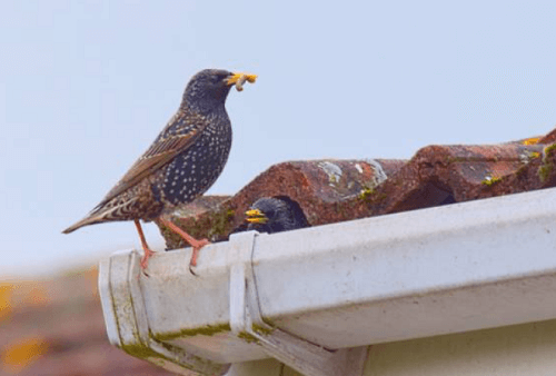 Bird Control Nashua, NH