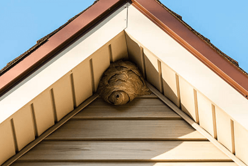Hornet Nest Removal Topeka, KS