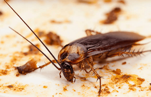 Roach Control Wentzville, MO