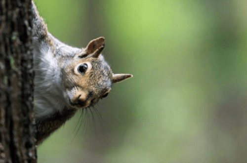 Squirrel Control Greensboro, NC