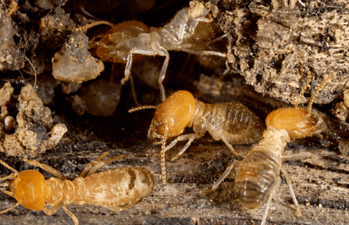 Termite Control Mesa, AZ